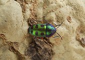 Rainbow shield bug on Fever Tree - Kruger South Africa
