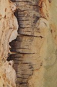 Fever Tree bark - Kruger South Africa