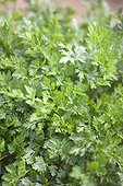 Flat parsley in a kitchen garden