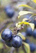 Blackthorn in fruit in a garden in autumn