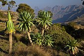 Giant Lobelias - Chennek  Simien Mountains NP Ethiopia