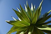 Giant Lobelia - Chennek  Simien Mountains NP Ethiopia