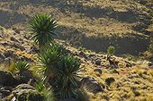 Walia ibex and Giant lobelia - Simien Mountains NP Ethiopia 