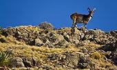 Walia ibex - Simien Mountains NP Ethiopia 