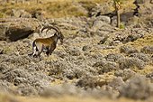 Walia ibex - Simien Mountains NP Ethiopia 