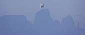 Tawny Eagle in flight - Simien Mountains NP Ethiopia 
