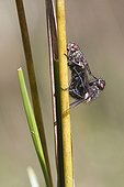 Flesh flies mating on a stem - France 