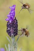 Large Bee Fly and French lavander - Massif des Maures France