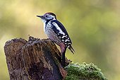 Middle Spotted Woodpecker on stump - Lorraine France
