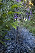 Fétuque bleue 'Intense blue' and mint-shrub in a garden ; Echinacea 'Green jade' 
