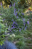 Fétuque bleue 'Intense blue' and mint-shrub in a garden ; Echinacea 'Green jade' 