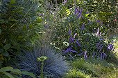 Fétuque bleue 'Intense blue' and mint-shrub in a garden ; Echinacea 'Green jade' 