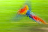 Scarlet Macaw in flight - Costa Rica