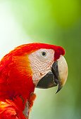 Portrait of Scarlet Macaw - Costa Rica