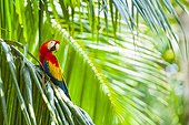 Scarlet Macaw on Palm - Costa Rica