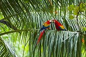 Scarlet Macaws couple on palm - Costa Rica 