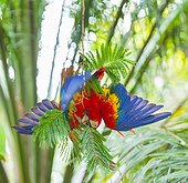Scarlet Macaw feeding - Costa Rica 
