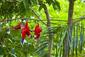 Scarlet macaws hanging on a branch - Costa Rica