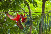 Scarlet macaws hanging on a branch - Costa Rica