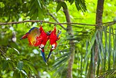 Scarlet macaws hanging on a branch - Costa Rica