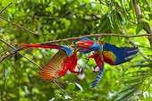 Scarlet macaws hanging on a branch - Costa Rica