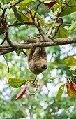 Brown-throated Three-toed Sloth hanging on branch-Costa Rica
