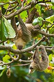 Brown-throated Three-toed Sloth hanging on branch-Costa Rica