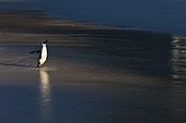 Jackass Penguin on sand beach - Boulders Beach South Africa