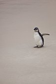 Jackass Penguin on sand beach - Boulders Beach South Africa