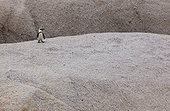Jackass Penguin on rock - Boulders Beach South Africa
