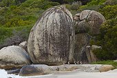 Jackass Penguins and rocks - Boulders Beach South Africa