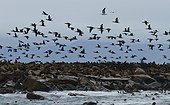 Cape Cormorants on rocky shore - False Bay South Africa