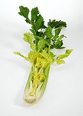 Wild celery ; Celeri branche sur fond blanc