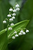 Lily-of-the-valley