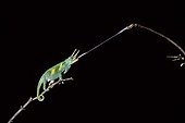 Jackson's Chameleon - Madagascar ; Cameleon de Jackson mâle lançant sa langue pour attraper un Criquet