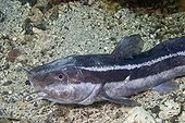 Striped Catfish on bottom - Lembeh Straits Indonesia