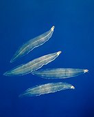 European eel leptocephali - Portugal