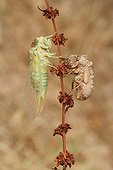 Fledging common Cicada - Plaine des Maures France 