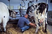 Milking Normande cows in a farm