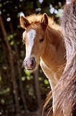 Portrait of Iceland foal - France