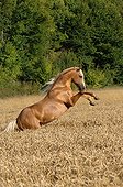 Palomino horse rearing in mature wheat - France 