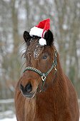 Portrait of Iceland pony and Santa hat in winter - France 