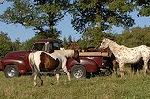 Appaloosa horses and Cabriolet - France ; breeding Sagiran 