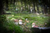 King Boletes on moss in forest - France 