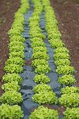 Batavia lettuce in organic farming in plastic film - France  ; plastic film to prevent the development of weeds