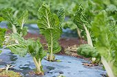 Chard organic cultivation of plastic film - France ; plastic film to prevent the development of weeds