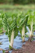 Chard organic cultivation of plastic film - France ; plastic film to prevent the development of weeds