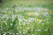 Dandelions Daisies and Plantains in spring - France 