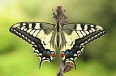 Newly hatched swallowtail butterfly - Spain