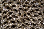 Honeycomb worm colony - Spain